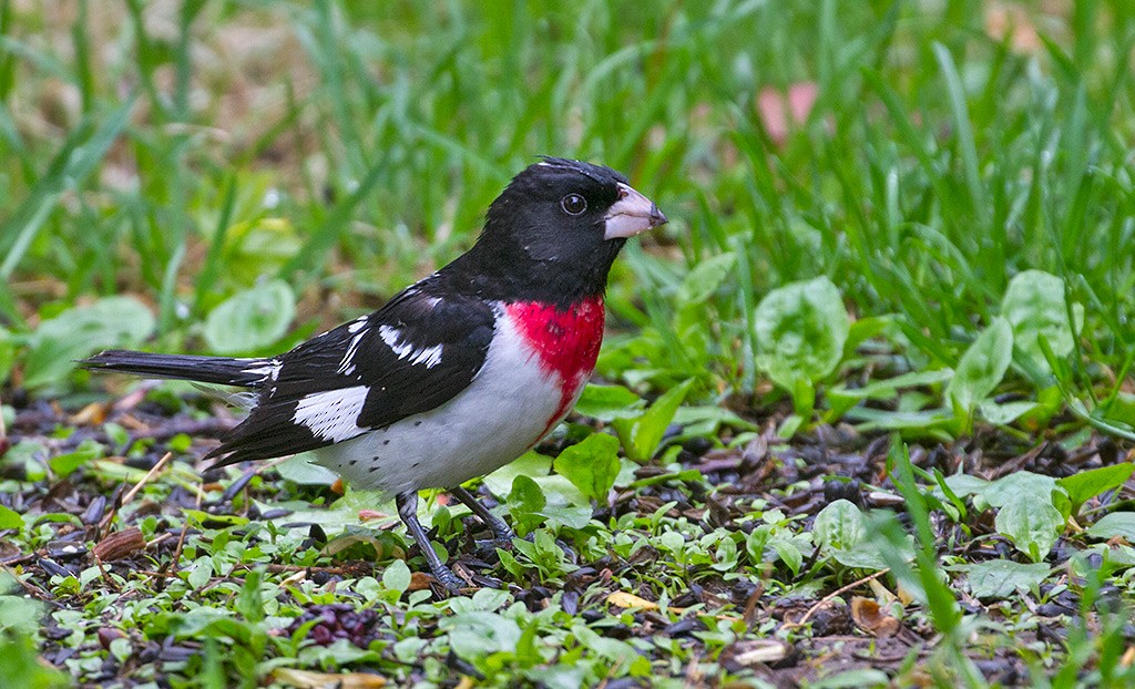 Rose-breasted Grosbeak - ML256042101