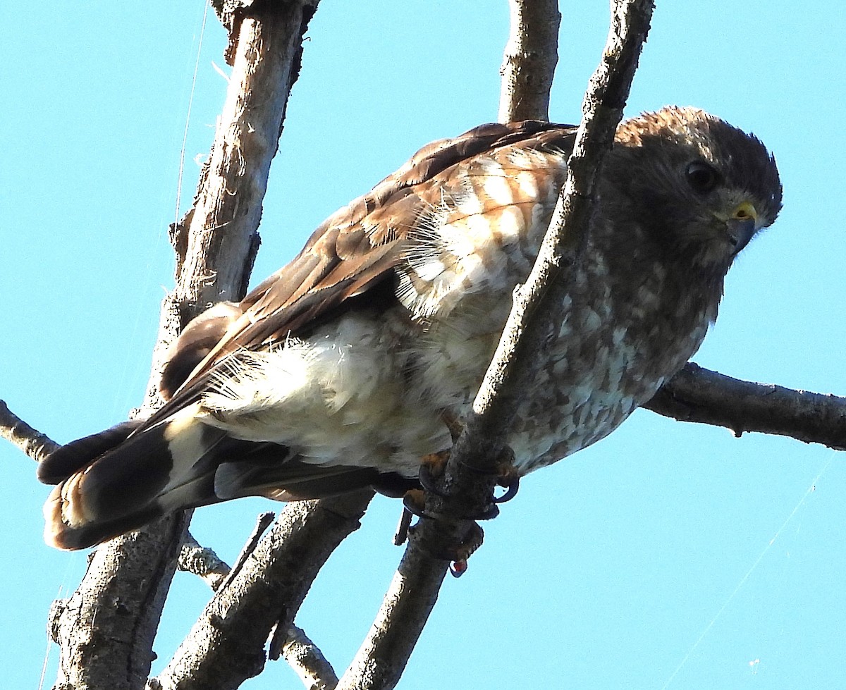 Broad-winged Hawk - ML256042361