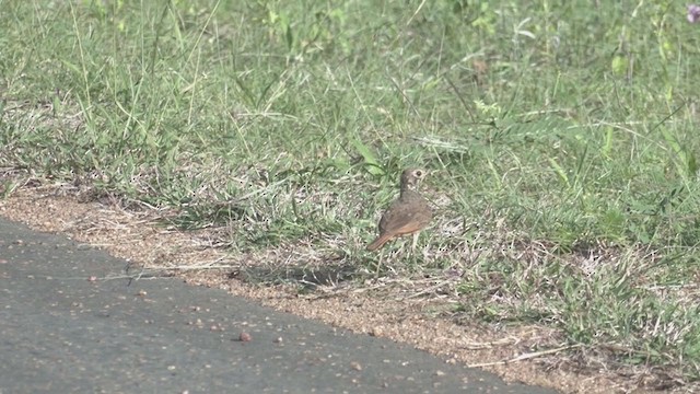 Dusky Lark - ML256042621