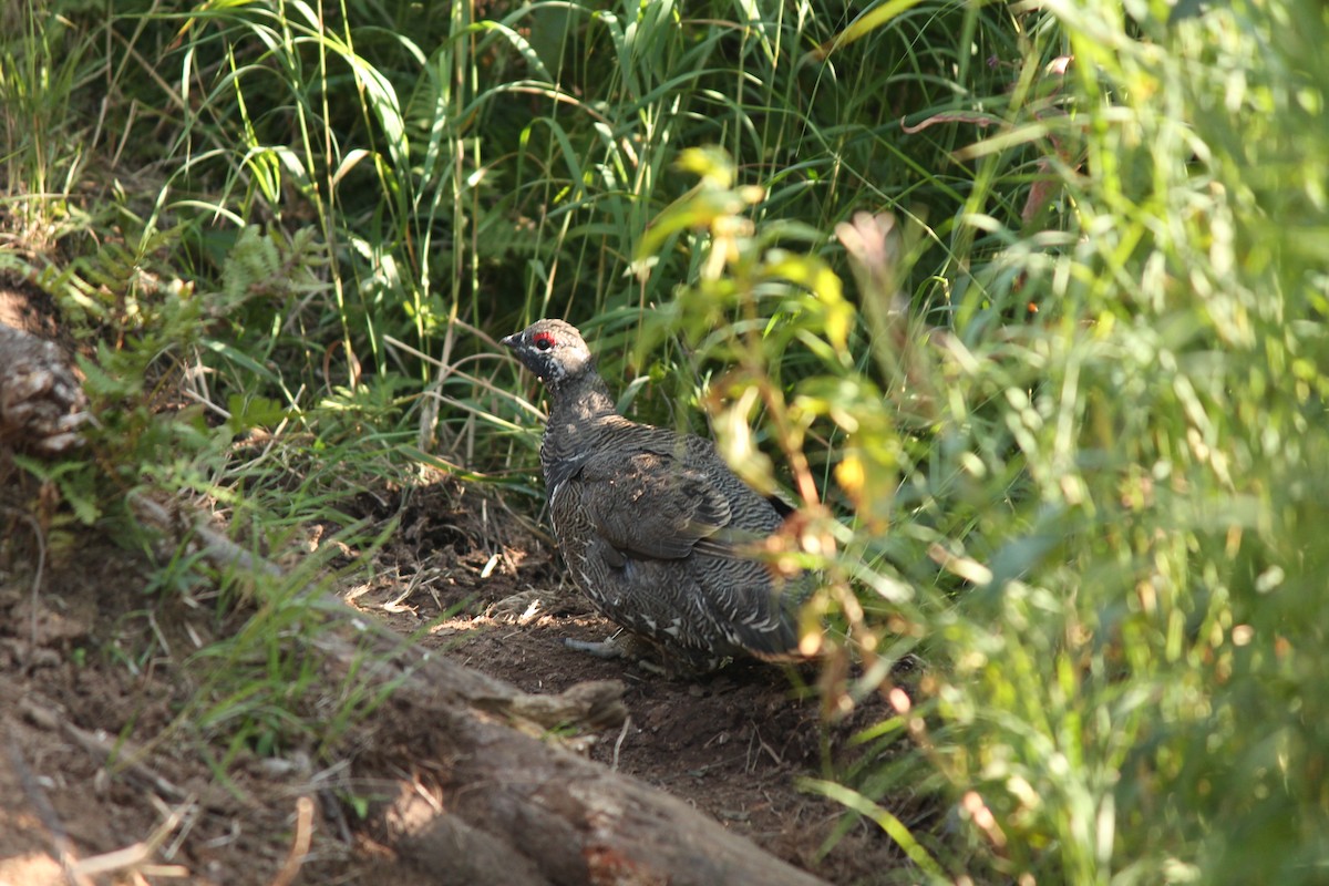 Spruce Grouse - ML256043411