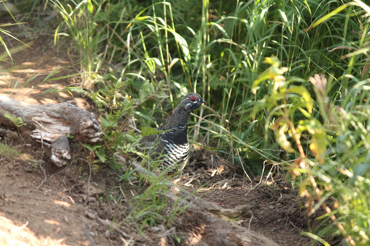 Spruce Grouse - ML256043431