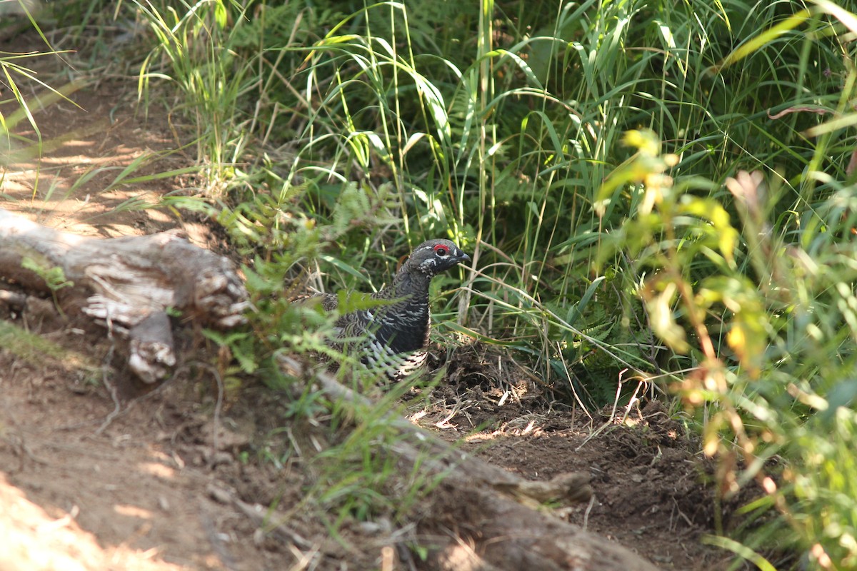 Spruce Grouse - ML256043451