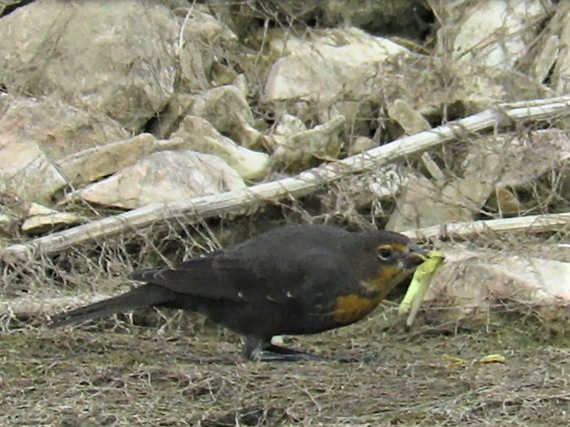 Yellow-headed Blackbird - ML256043671