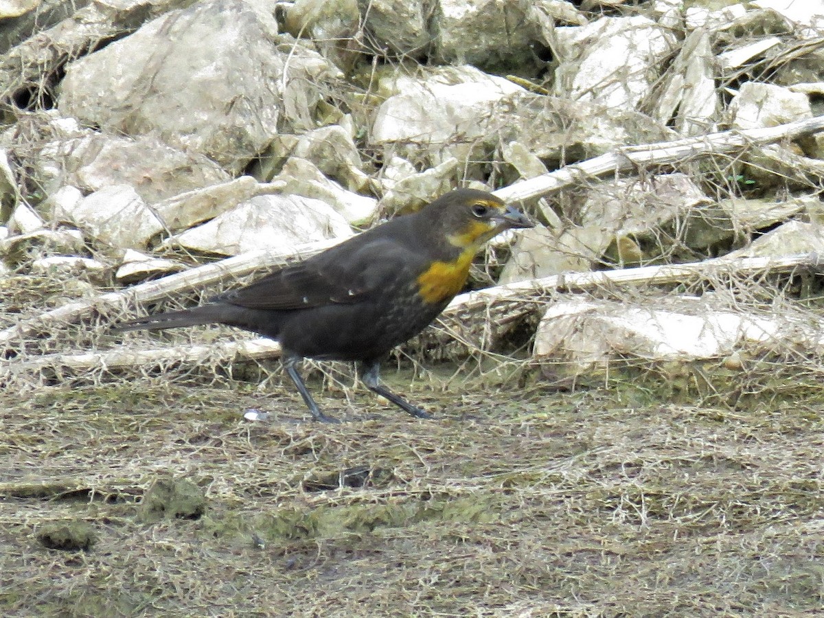 Yellow-headed Blackbird - ML256043701
