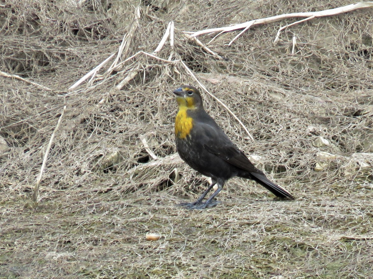 Yellow-headed Blackbird - ML256043721