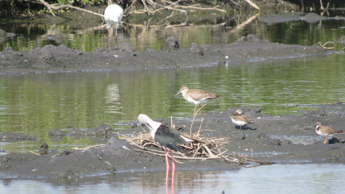 Common Redshank - ML256043851