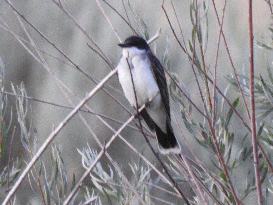 Eastern Kingbird - Kent Kleman