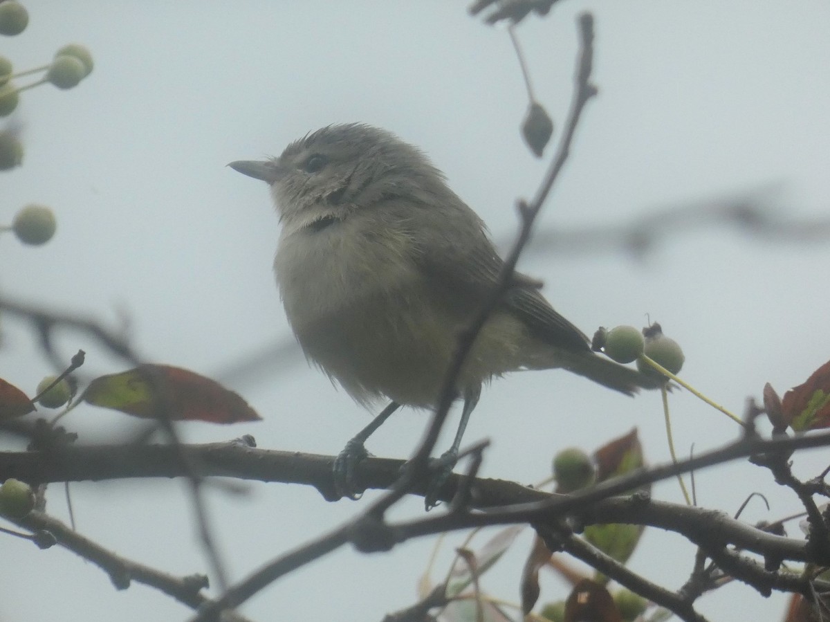Warbling Vireo (Eastern) - ML256047841