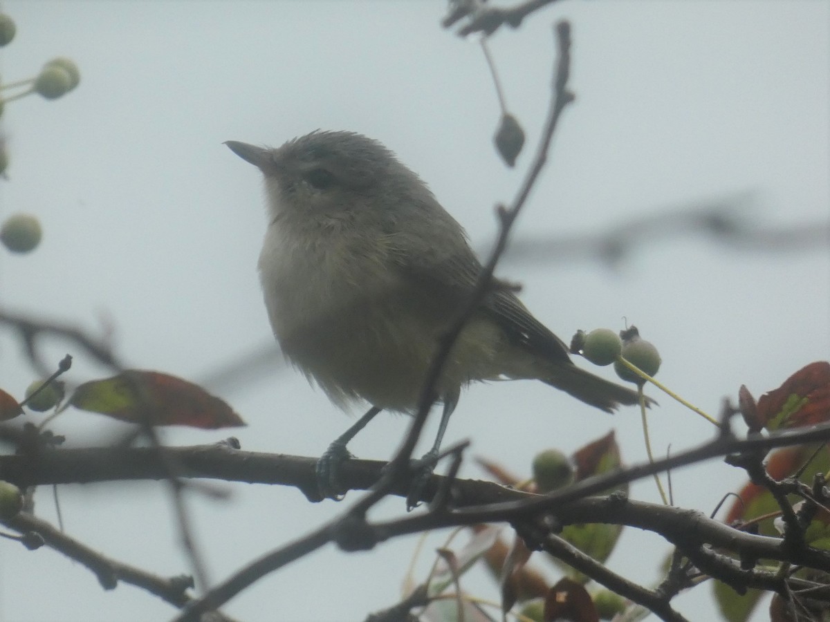 Warbling Vireo (Eastern) - ML256047851