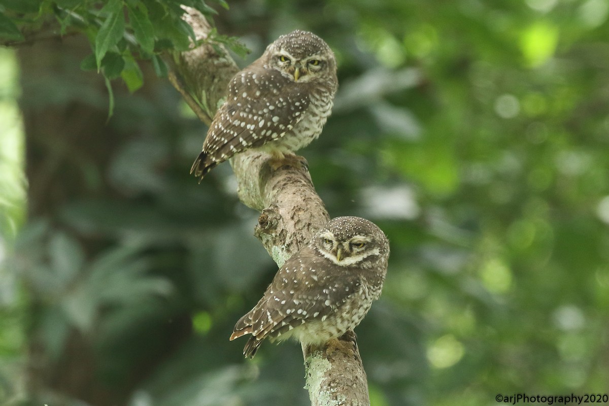 Spotted Owlet - ML256048521