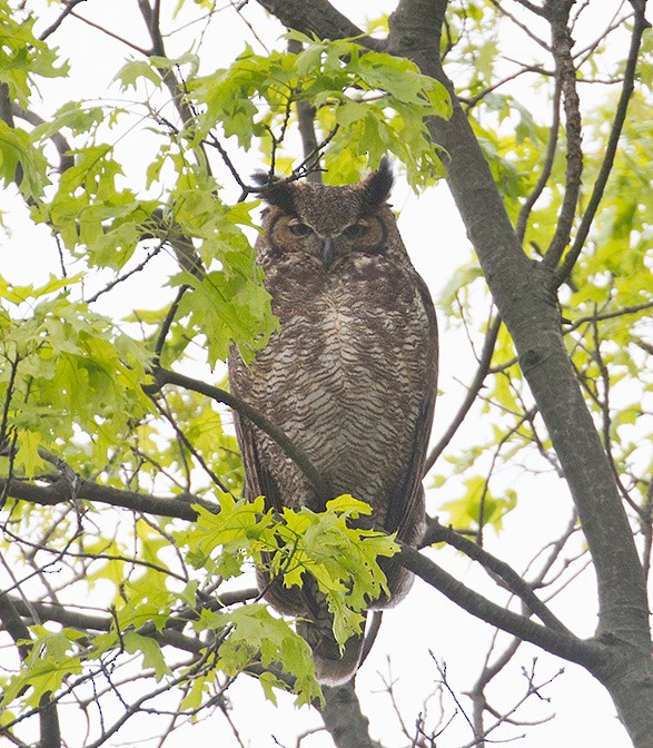 Great Horned Owl - ML256048611