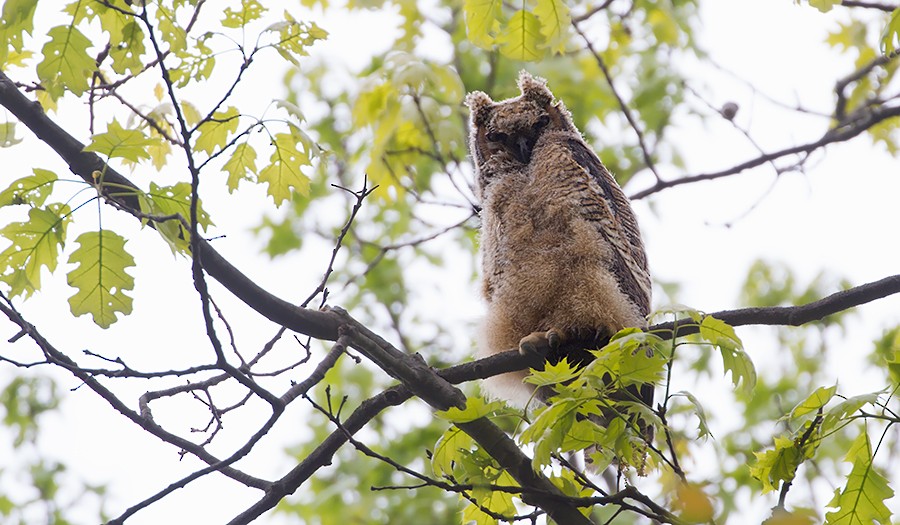 Great Horned Owl - ML256048621