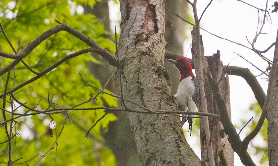 Red-headed Woodpecker - ML256048651