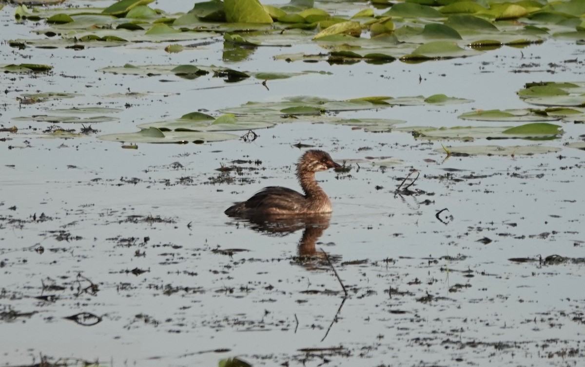 Pied-billed Grebe - Dave Ebbitt