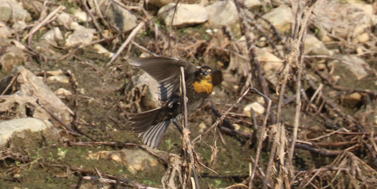 Yellow-headed Blackbird - ML256050301