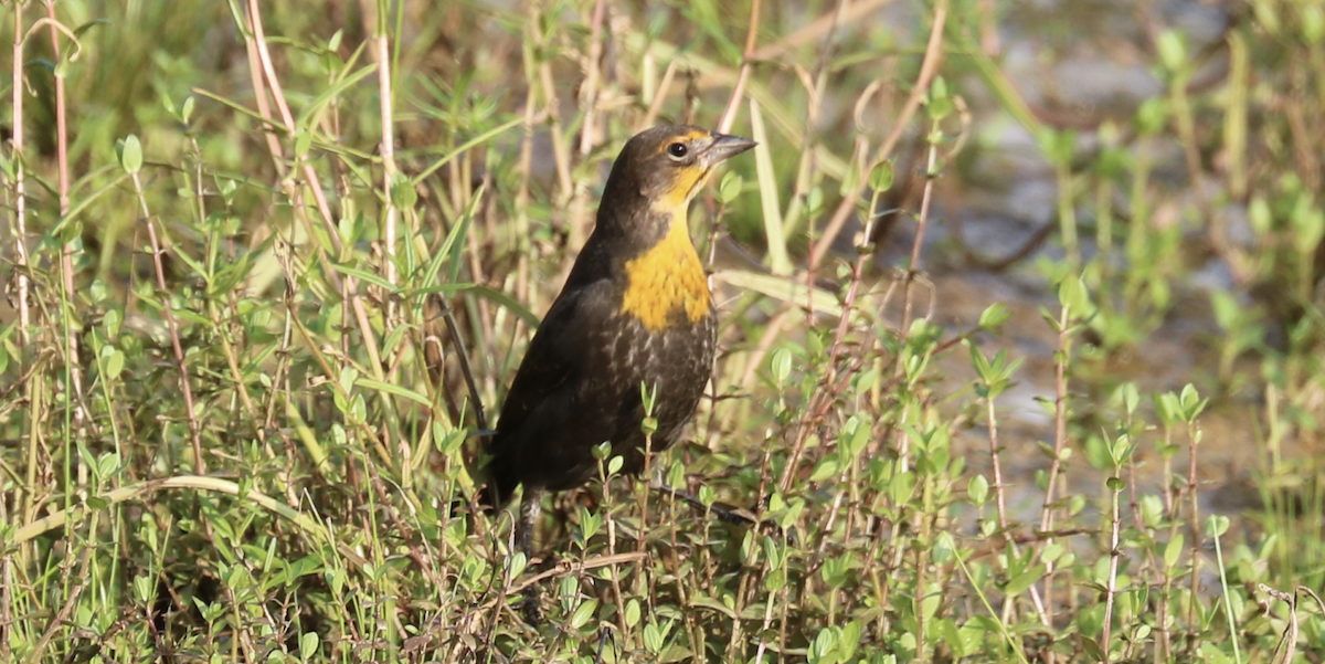 Yellow-headed Blackbird - ML256050311