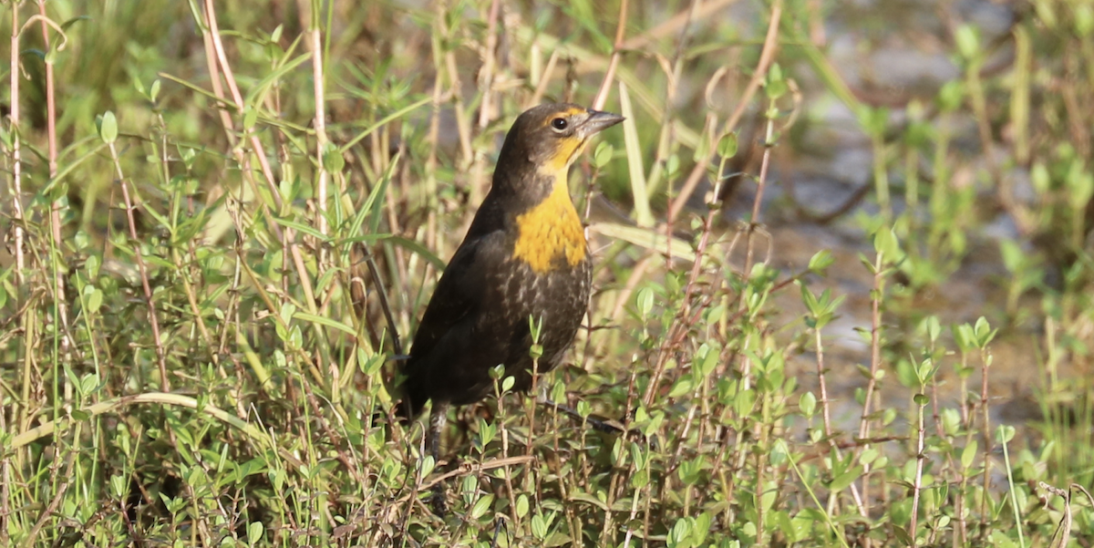 Tordo Cabeciamarillo - ML256050311