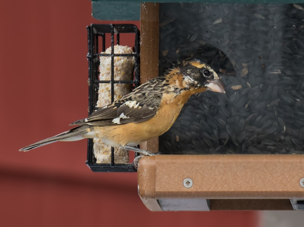 Black-headed Grosbeak - Darlene Friedman