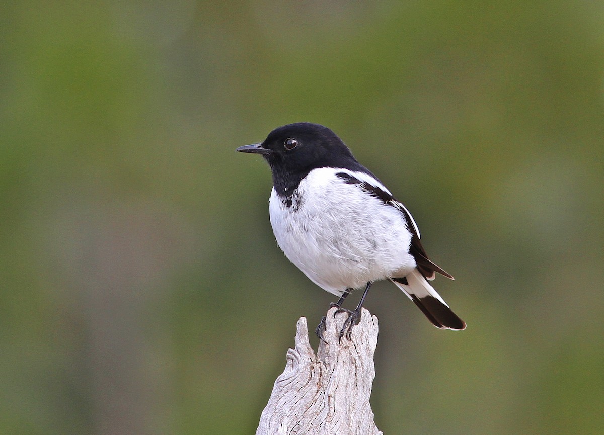 Hooded Robin - Rufus Wareham