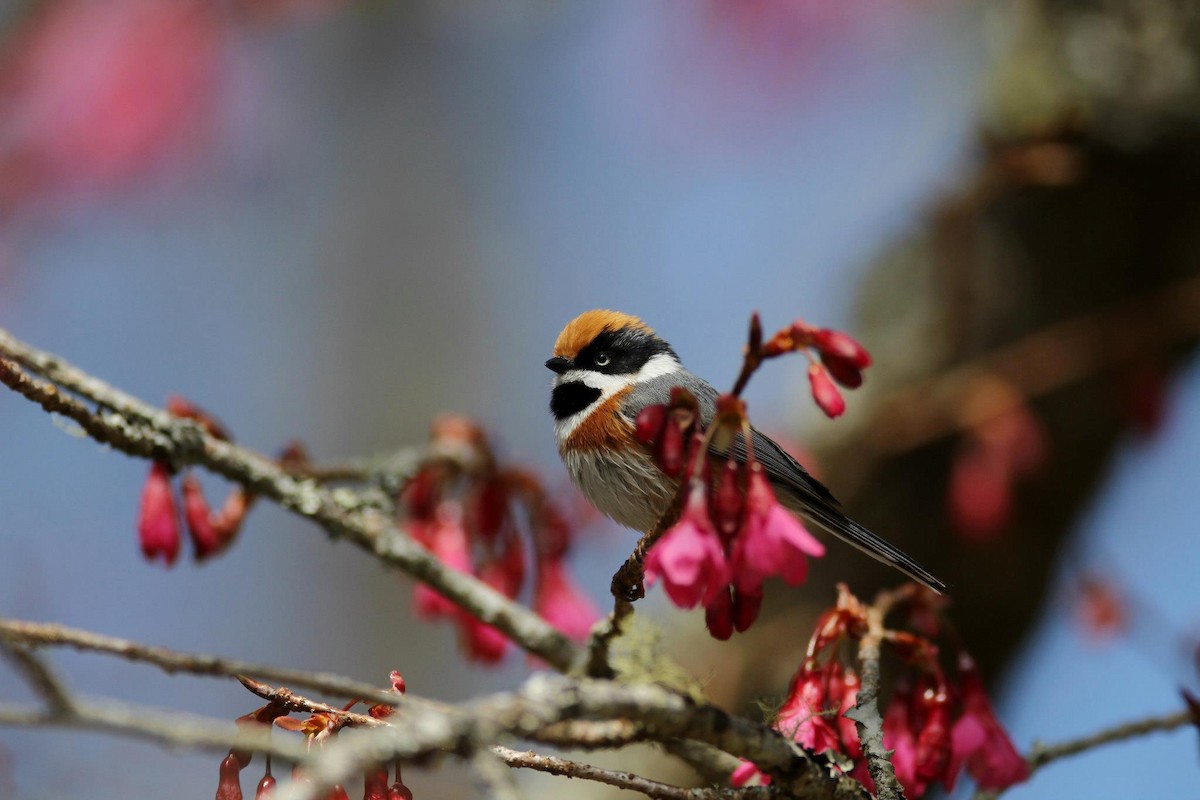 Black-throated Tit - Ting-Wei (廷維) HUNG (洪)