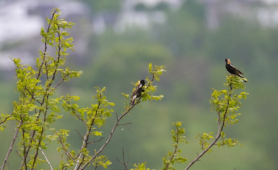 Bobolink - ML256053831