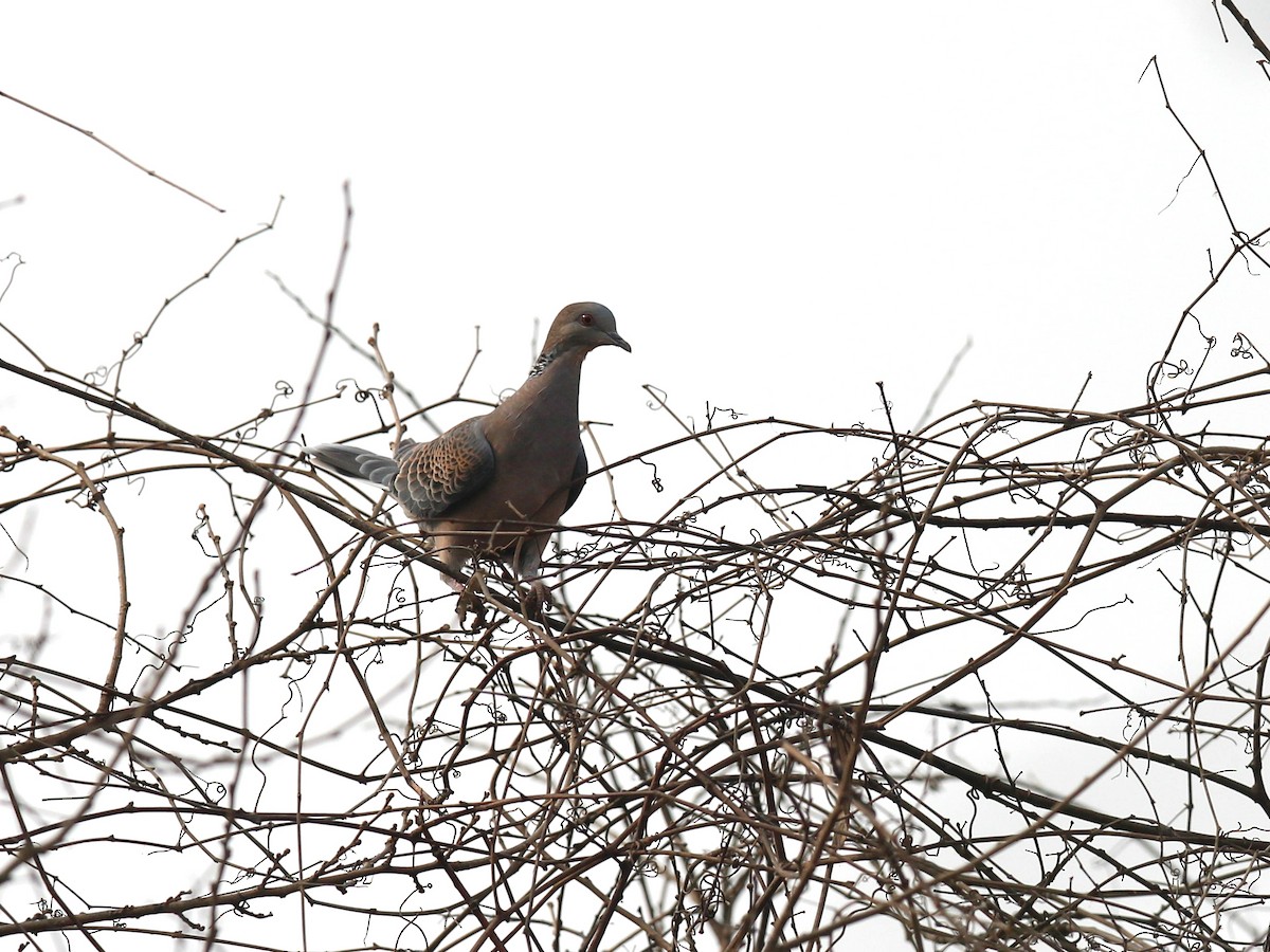 Spotted Dove - Ziyi Zhu