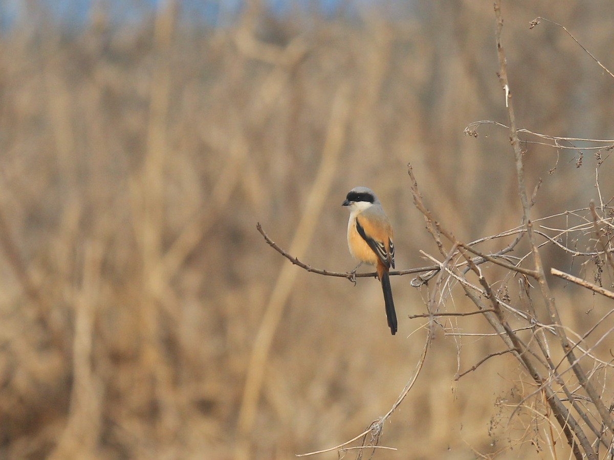 Long-tailed Shrike - Ziyi Zhu