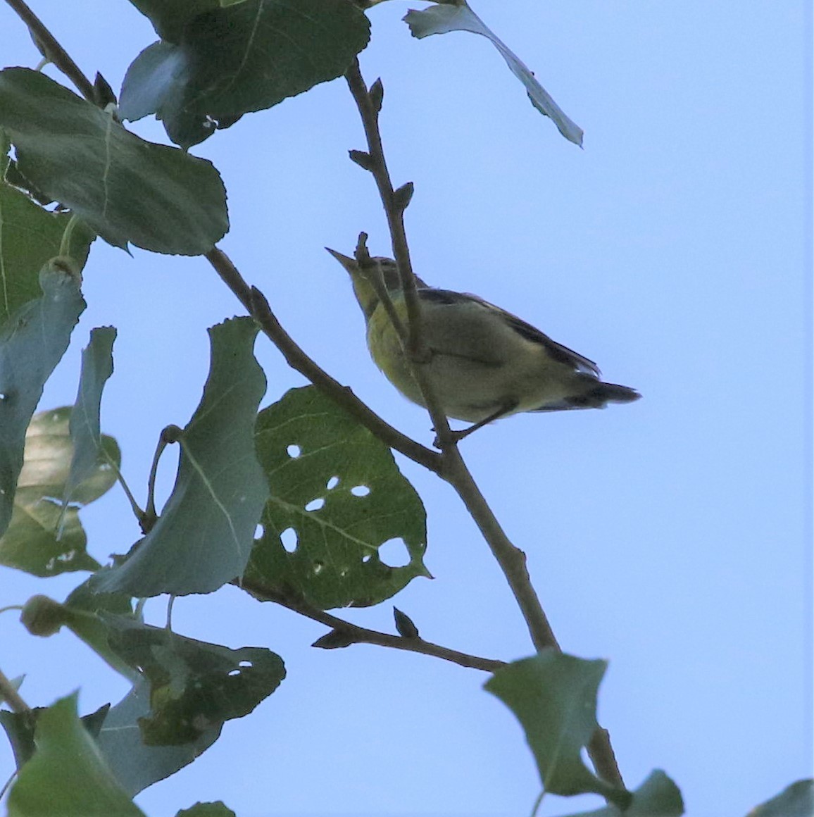 Northern Parula - ML256055081