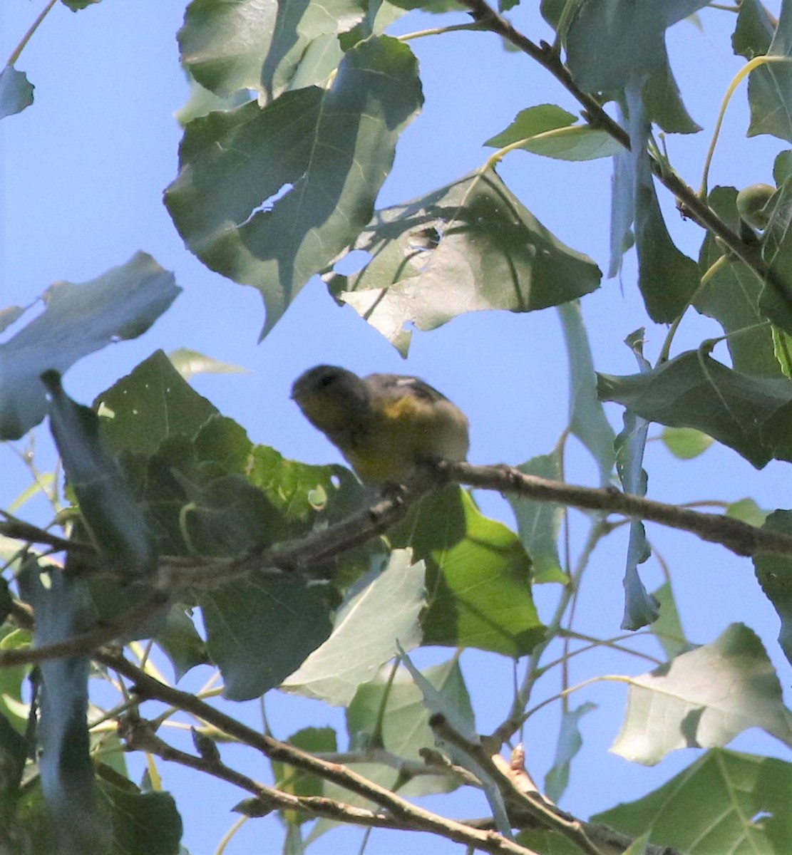 Northern Parula - ML256055151