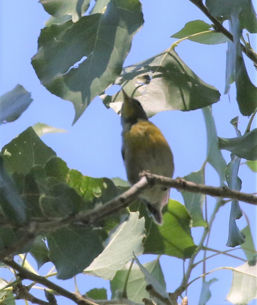 Northern Parula - ML256055211
