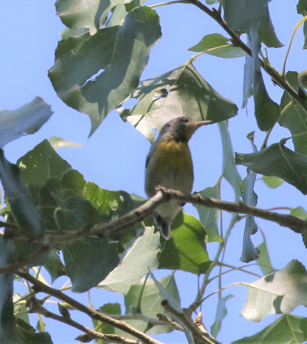 Northern Parula - ML256055301