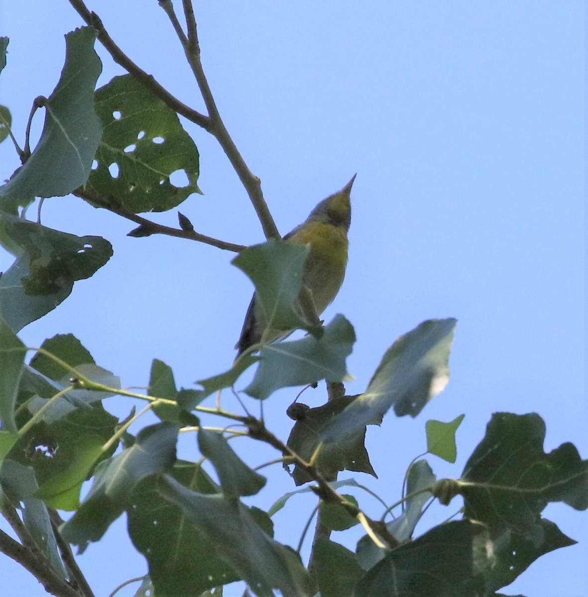 Northern Parula - ML256055321