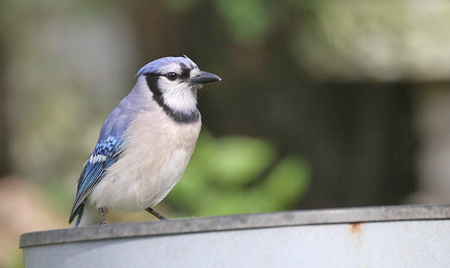 Blue Jay - ML256055881