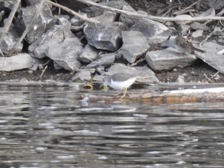 Spotted Sandpiper - ML256055921