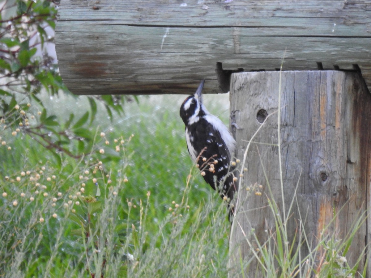 Hairy Woodpecker - Kent Kleman