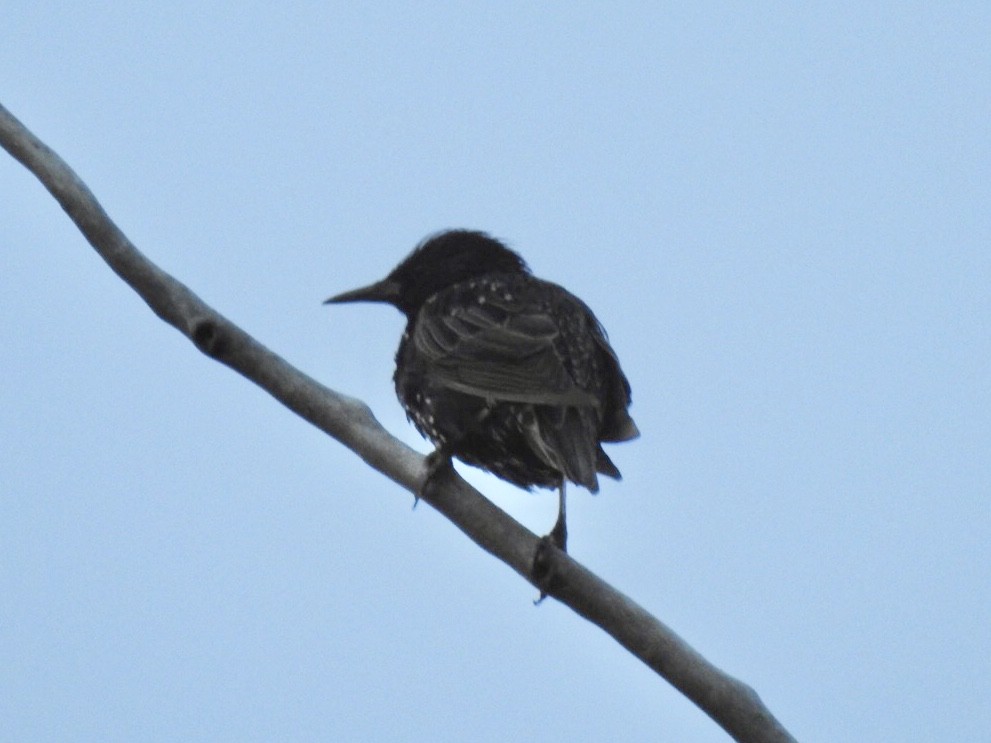 European Starling - ML256056341