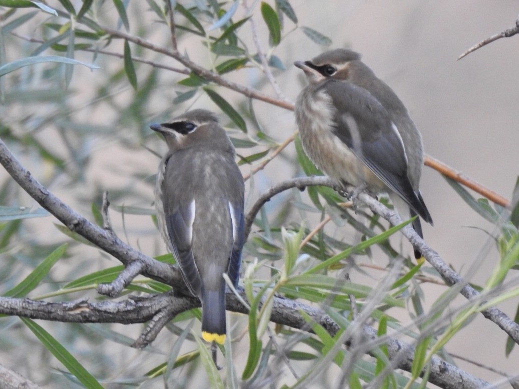 Cedar Waxwing - ML256056461