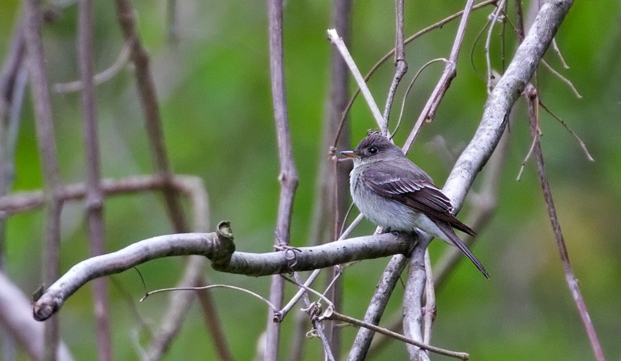 Eastern Wood-Pewee - ML256057181