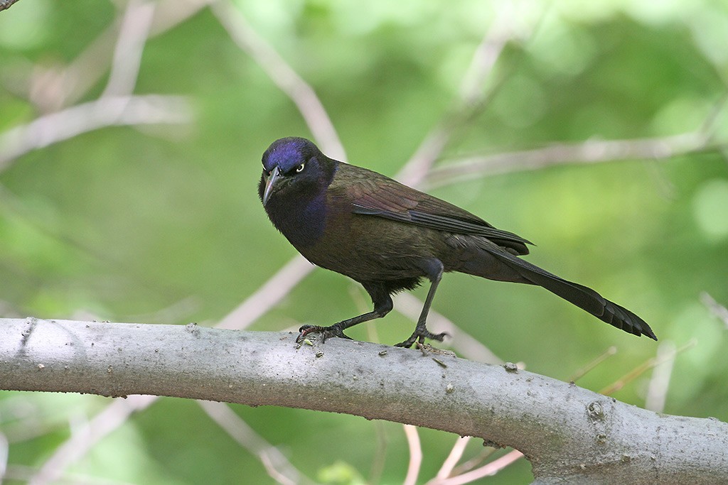 Common Grackle - ML256057251