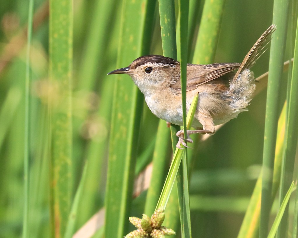 Marsh Wren - Susan Brickner-Wren