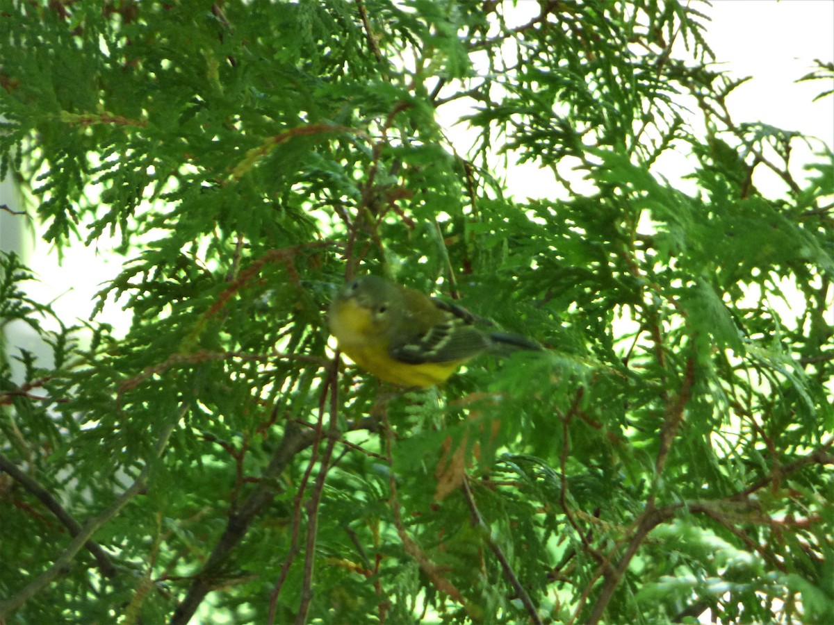 Magnolia Warbler - ML256058081