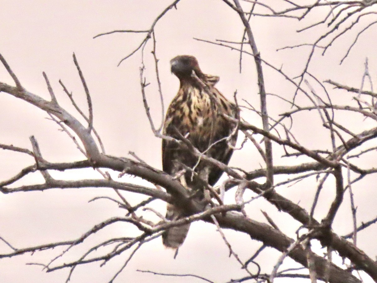 Red-tailed Hawk - ML256059571