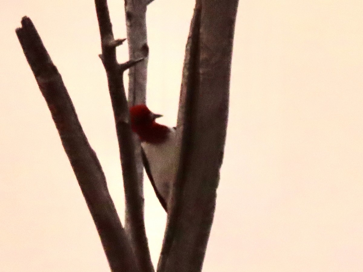 Red-headed Woodpecker - ML256059651