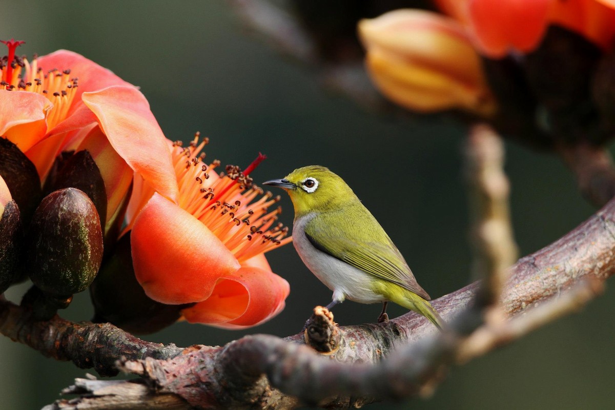 Swinhoe's White-eye - ML256059781