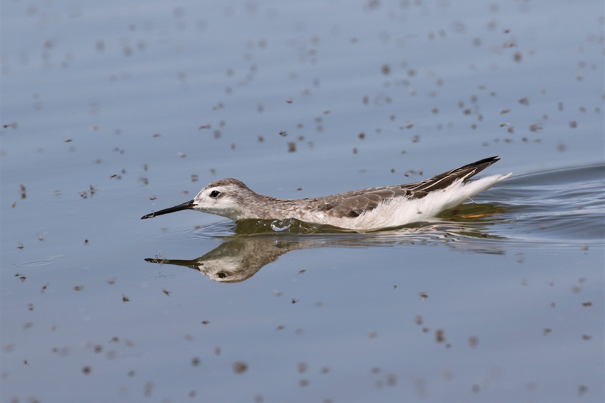 Wilson's Phalarope - 🦉Max Malmquist🦉