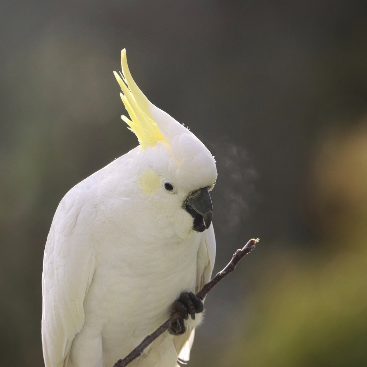 Sulphur-crested Cockatoo - Indra Bone