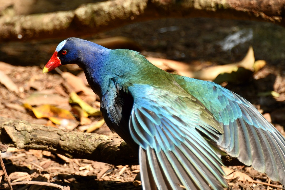 Purple Gallinule - ML256063341