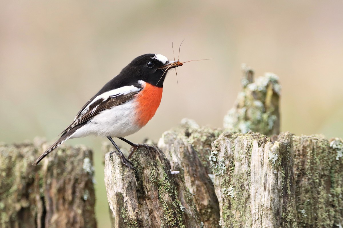 Scarlet Robin - Indra Bone