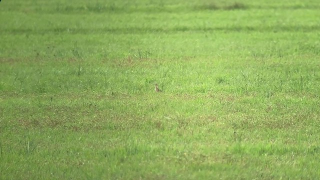 Upland Sandpiper - ML256064751