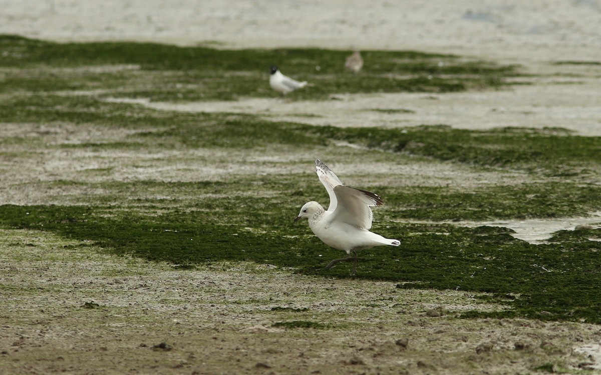 Relict Gull - ML256065271